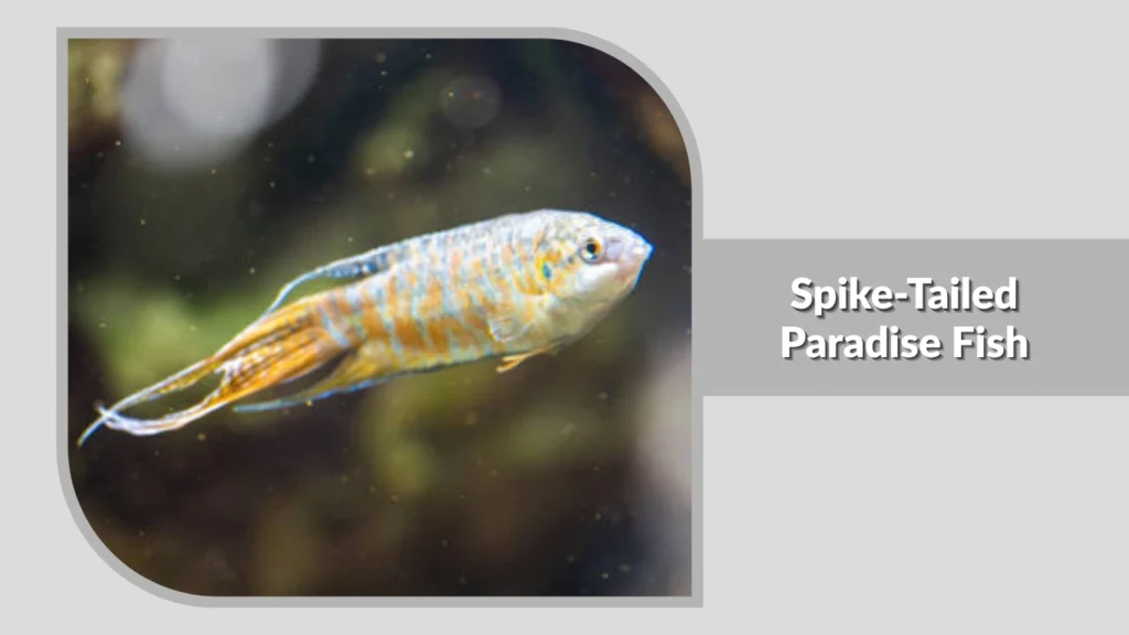 Spike-Tailed Paradise Fish