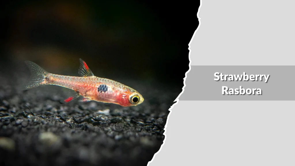 Strawberry Rasbora