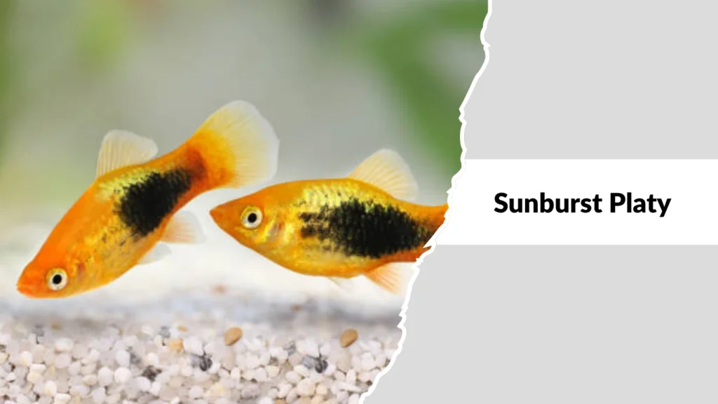 Sunburst Platy