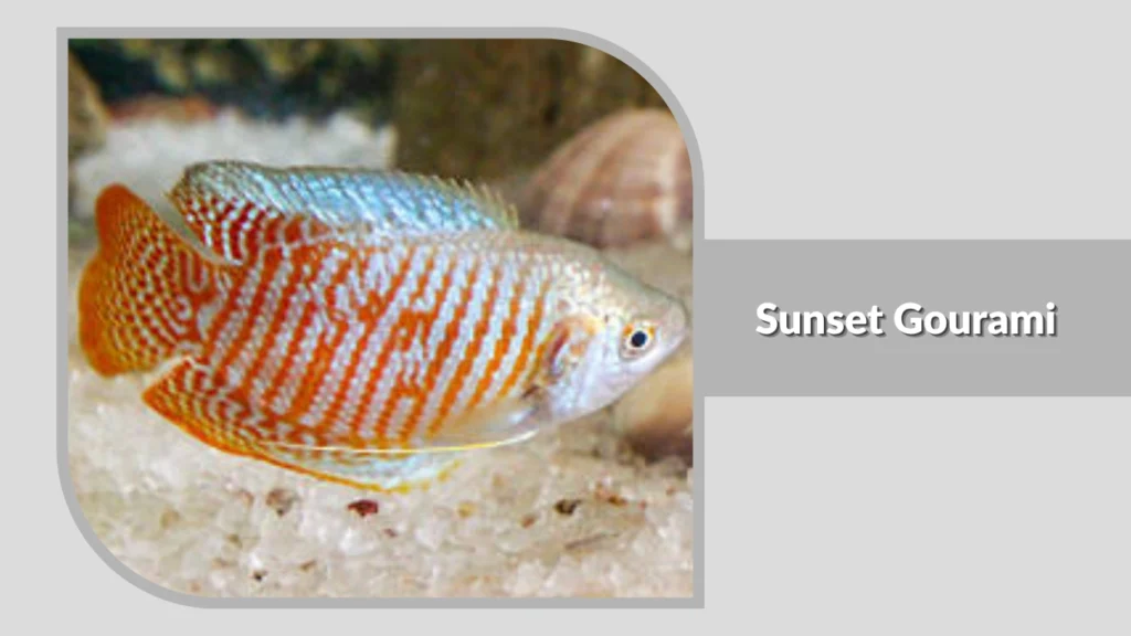 Sunset Gourami