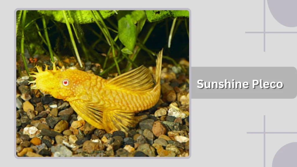 Sunshine Pleco
