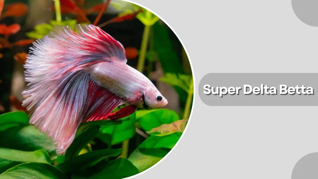 Super Delta Betta