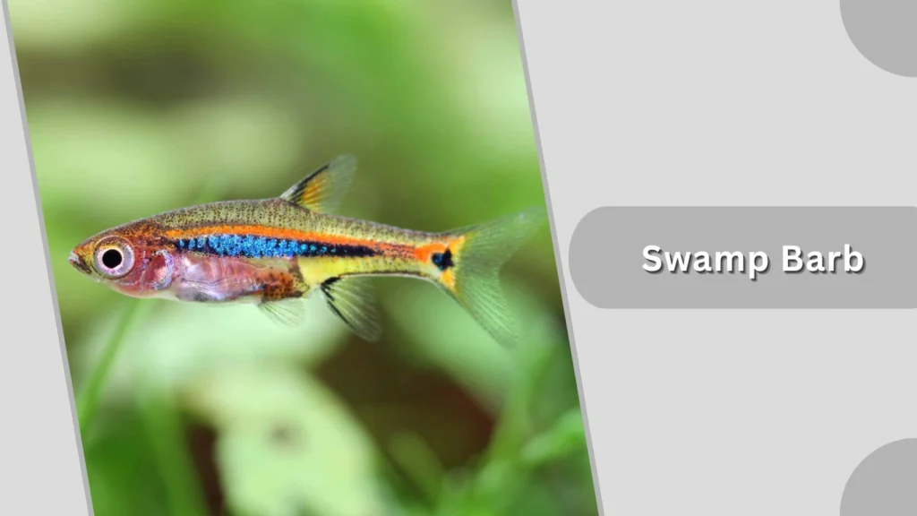 Swamp Barb