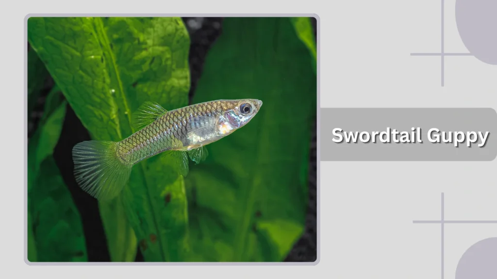 Swordtail Guppy