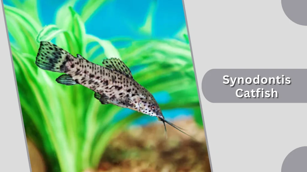 Synodontis Catfish
