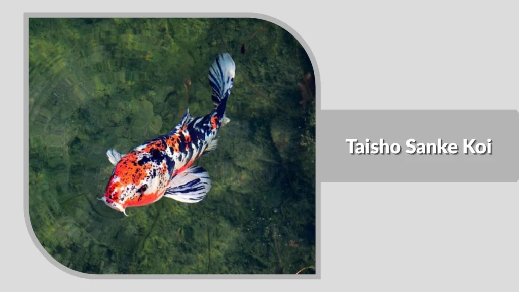 Taisho Sanke Koi