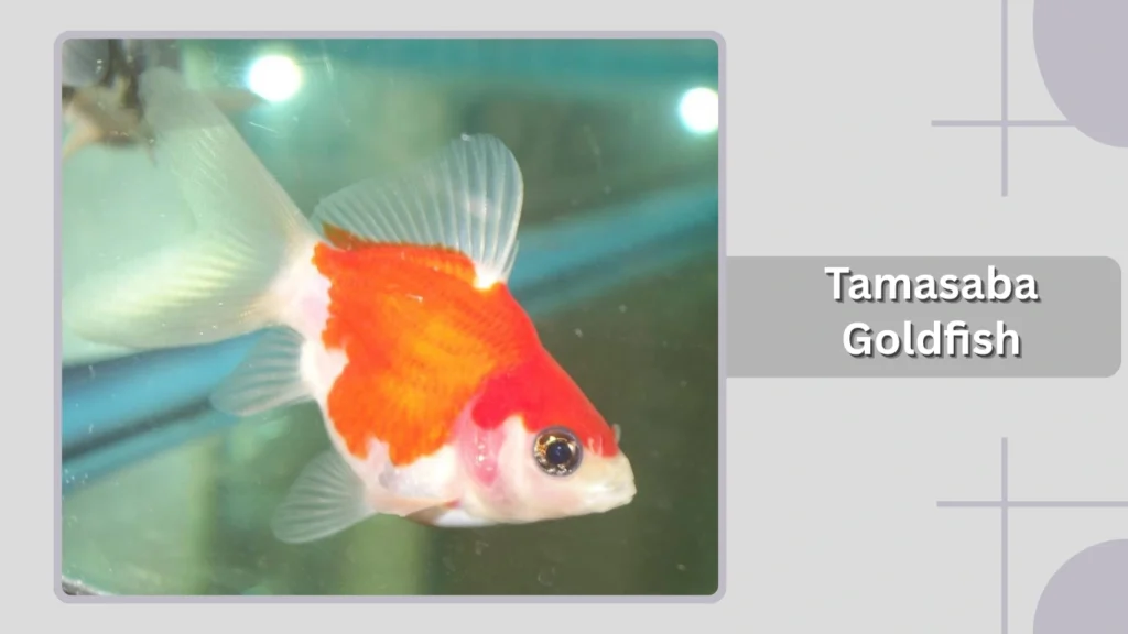 Tamasaba Goldfish