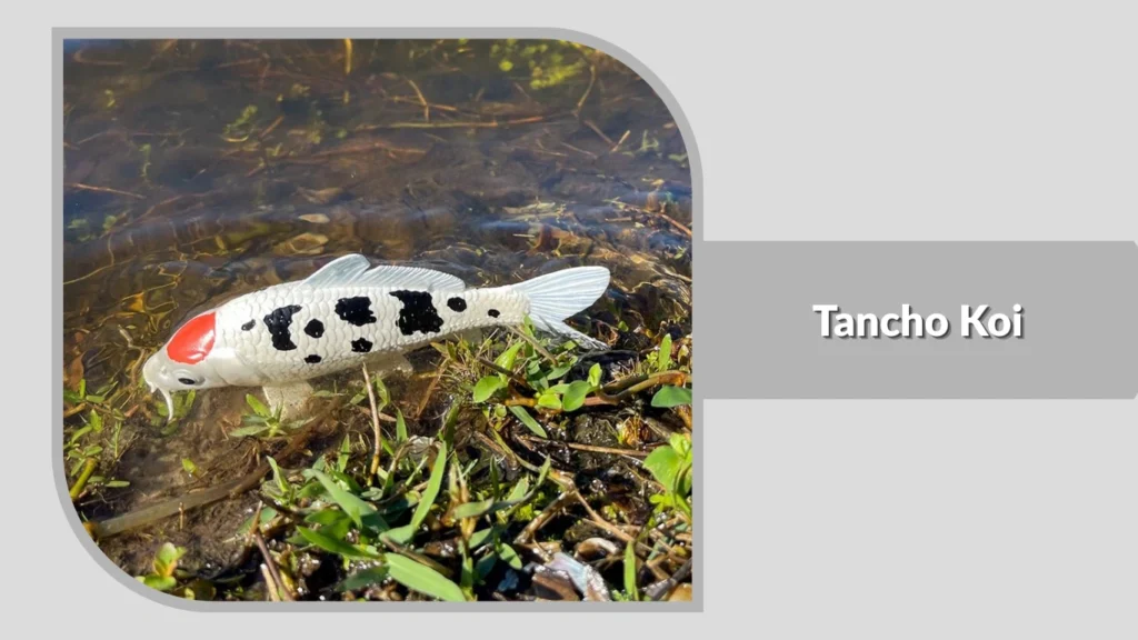 Tancho Koi