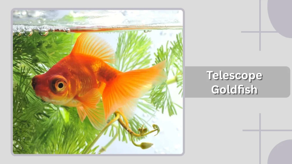 Telescope Goldfish