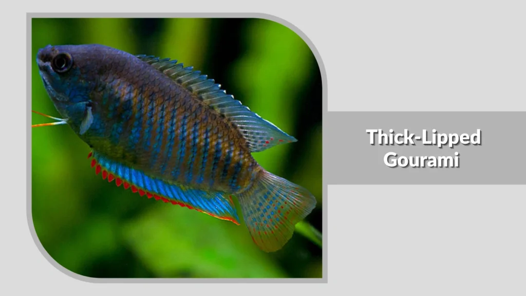  Thick-Lipped Gourami