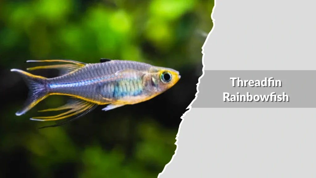 Threadfin Rainbowfish