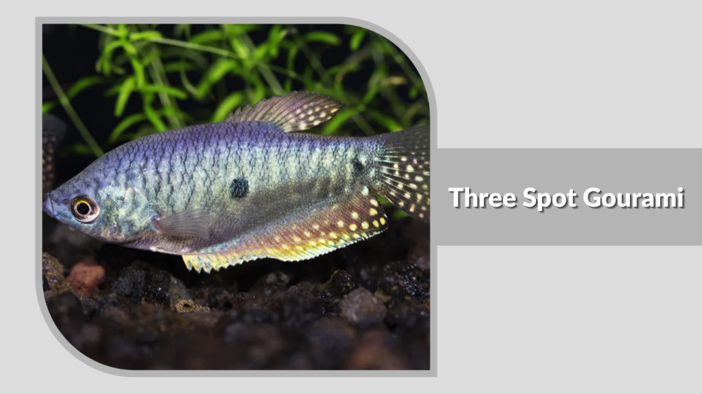 Three Spot Gourami
