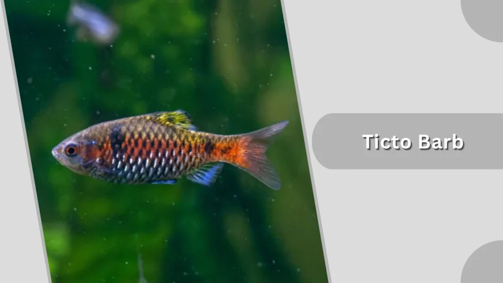 Ticto Barb