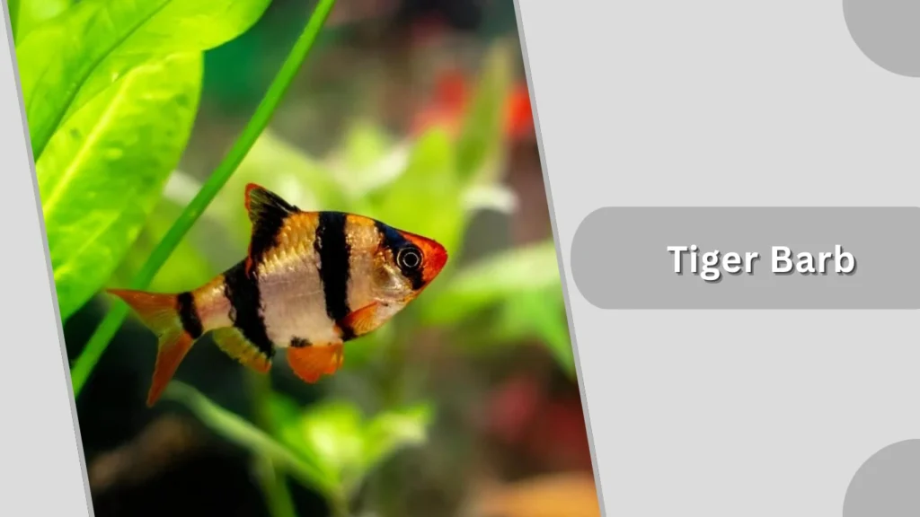 Tiger Barb
