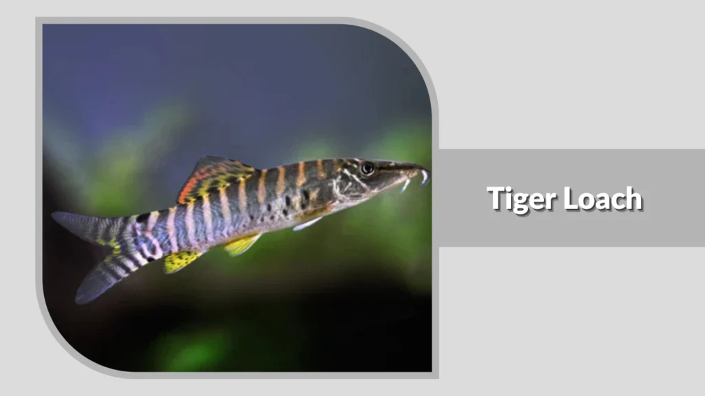 Tiger Loach