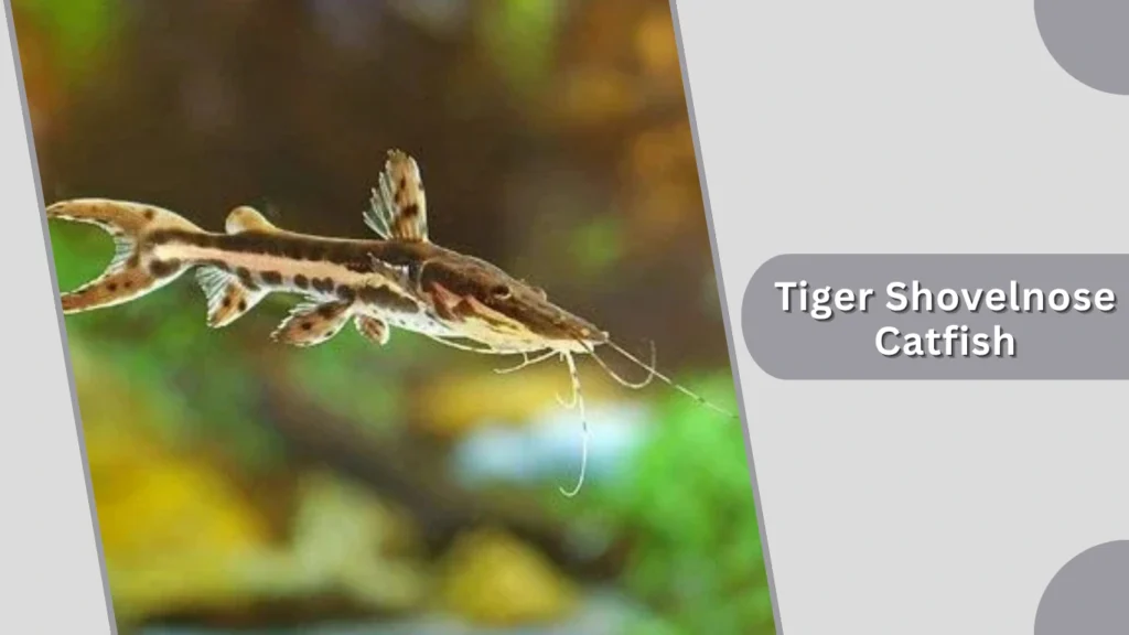 Tiger Shovelnose Catfish