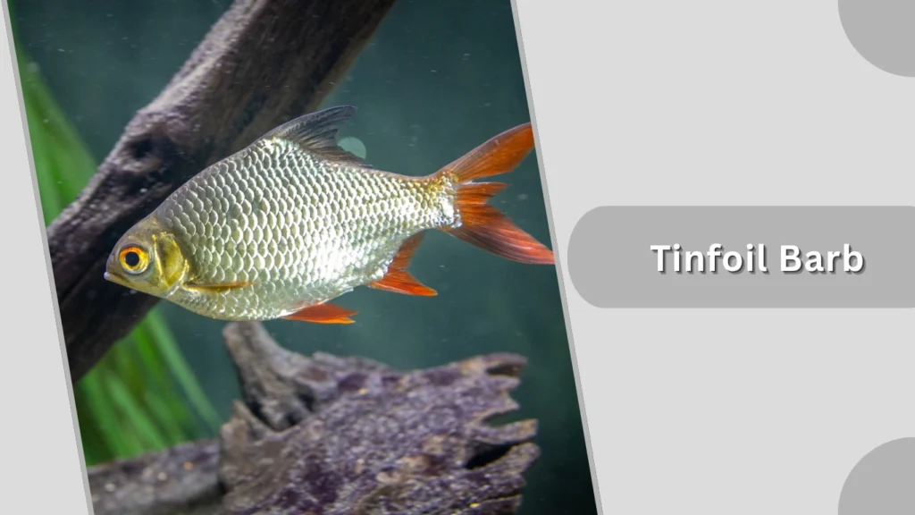Tinfoil Barb