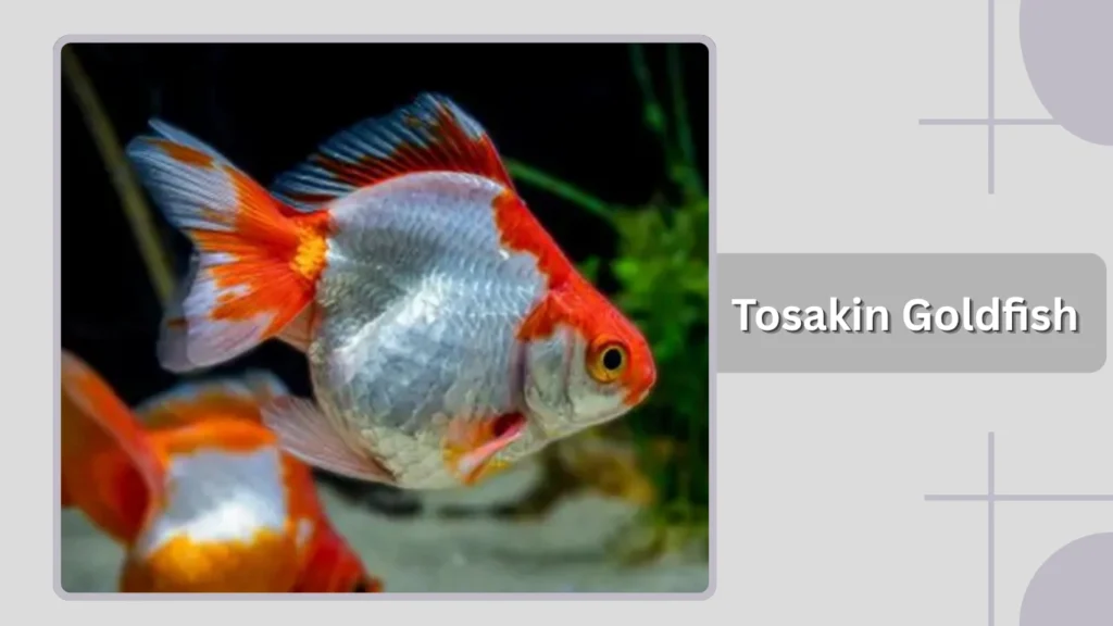 Tosakin Goldfish