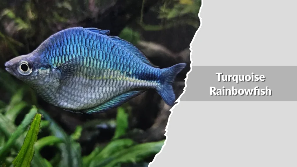 Turquoise Rainbowfish