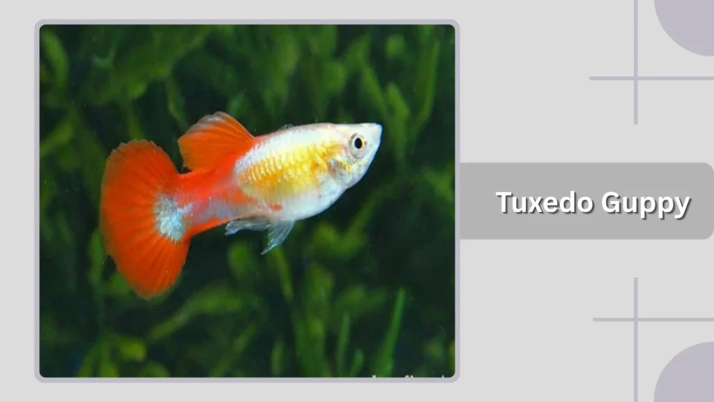 Tuxedo Guppy