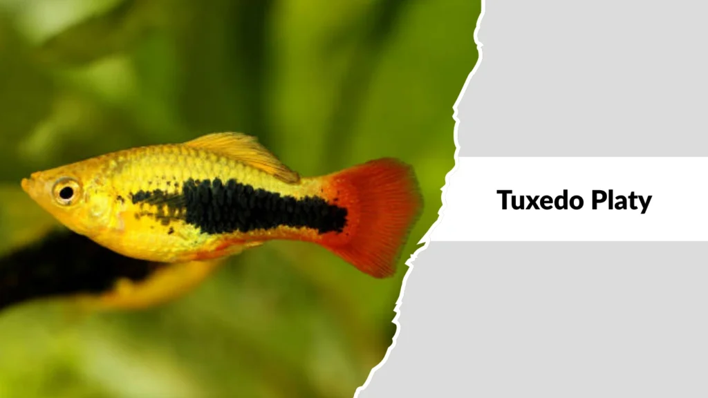 Tuxedo Platy