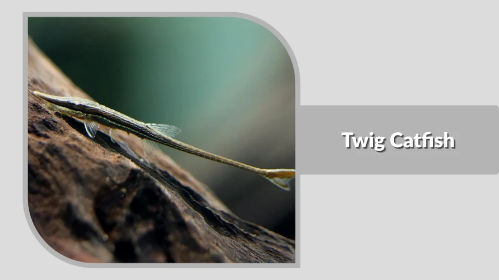 Twig Catfish