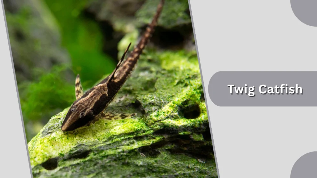 Twig Catfish