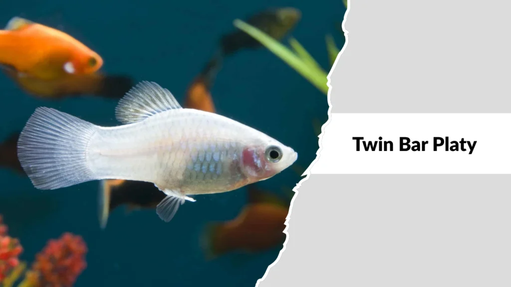 Twin Bar Platy