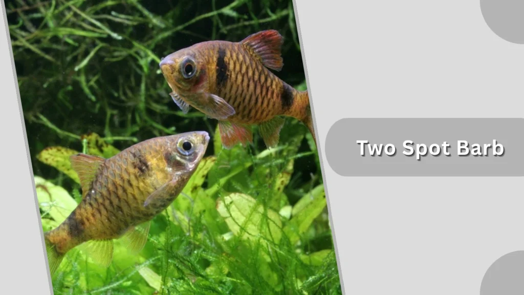Two Spot Barb