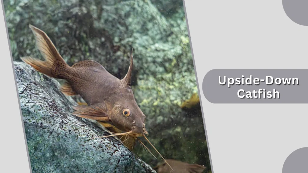 Upside-Down Catfish