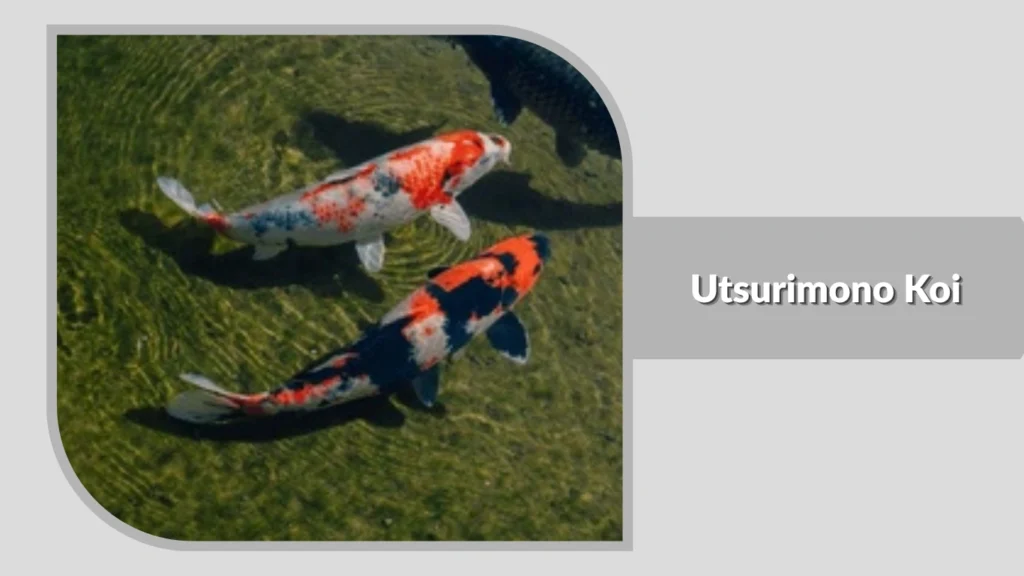 Utsurimono Koi
