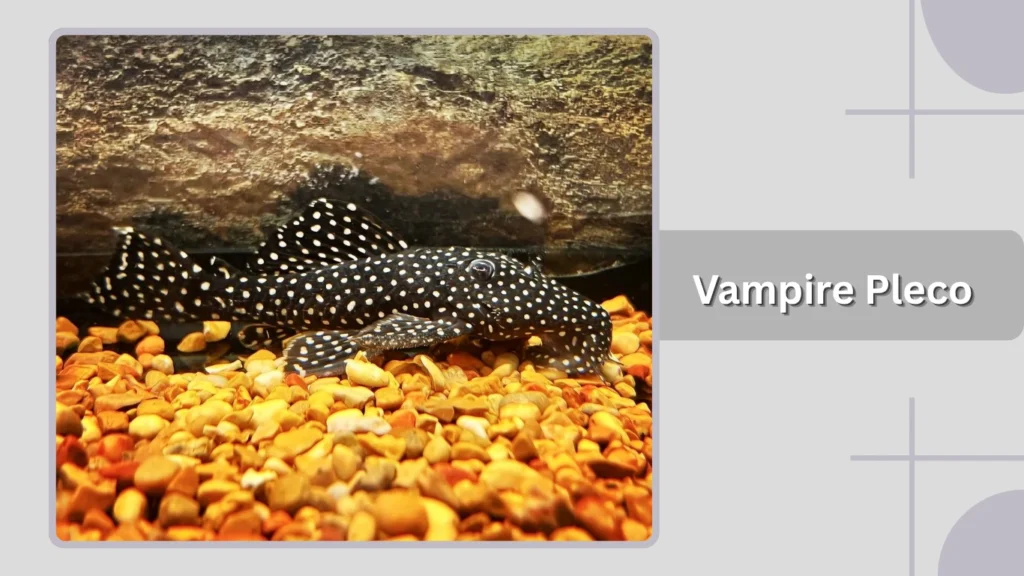 Vampire Pleco