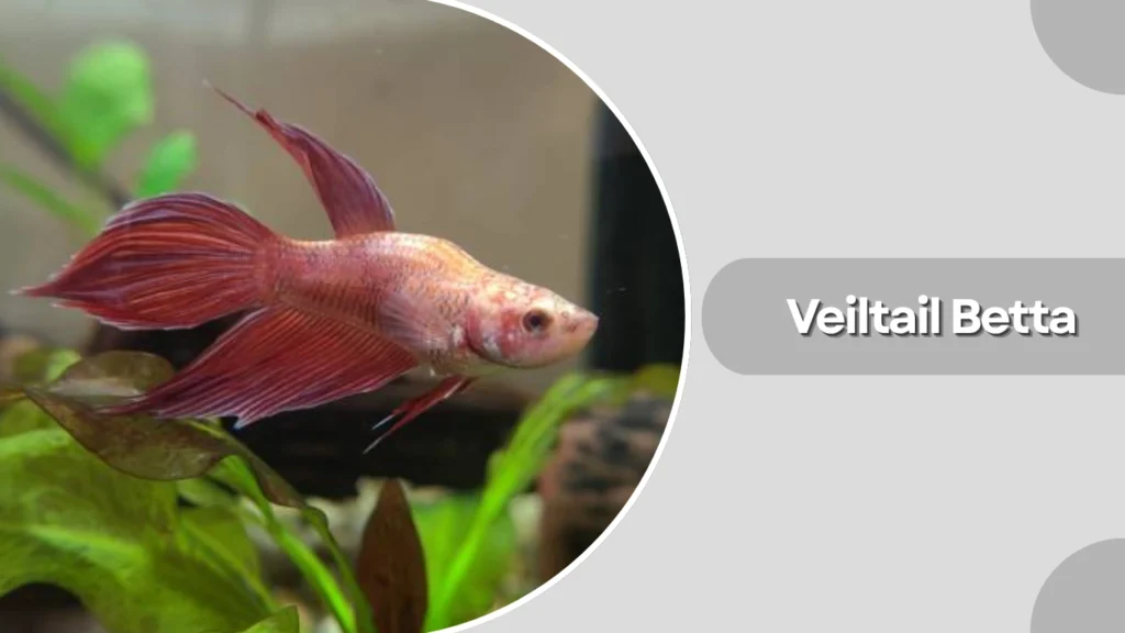 Veiltail Betta