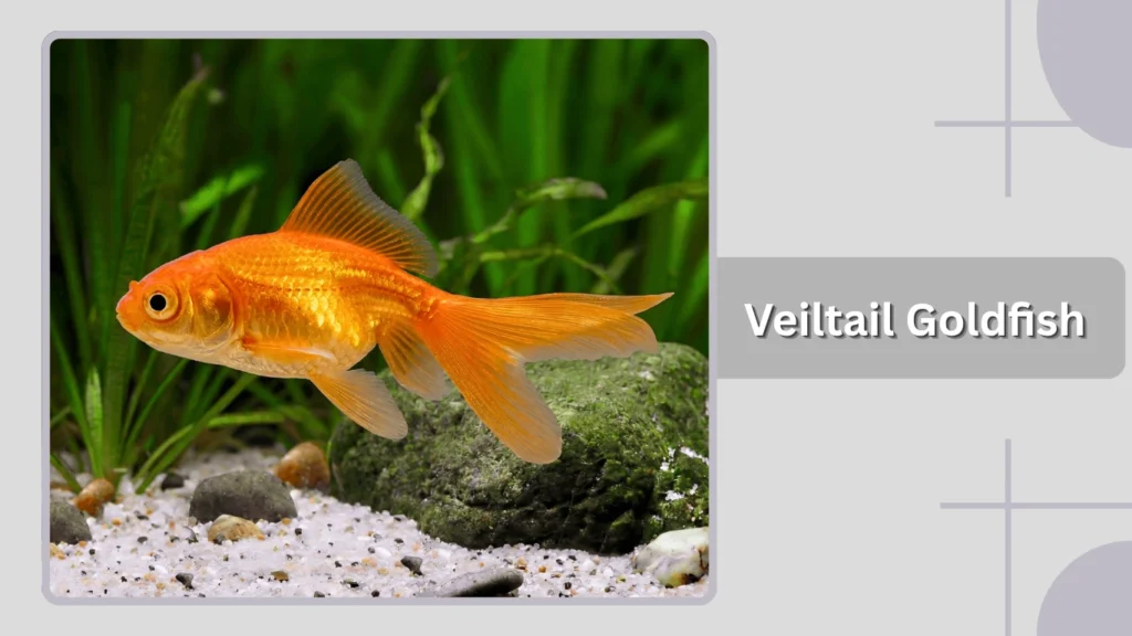 Veiltail Goldfish