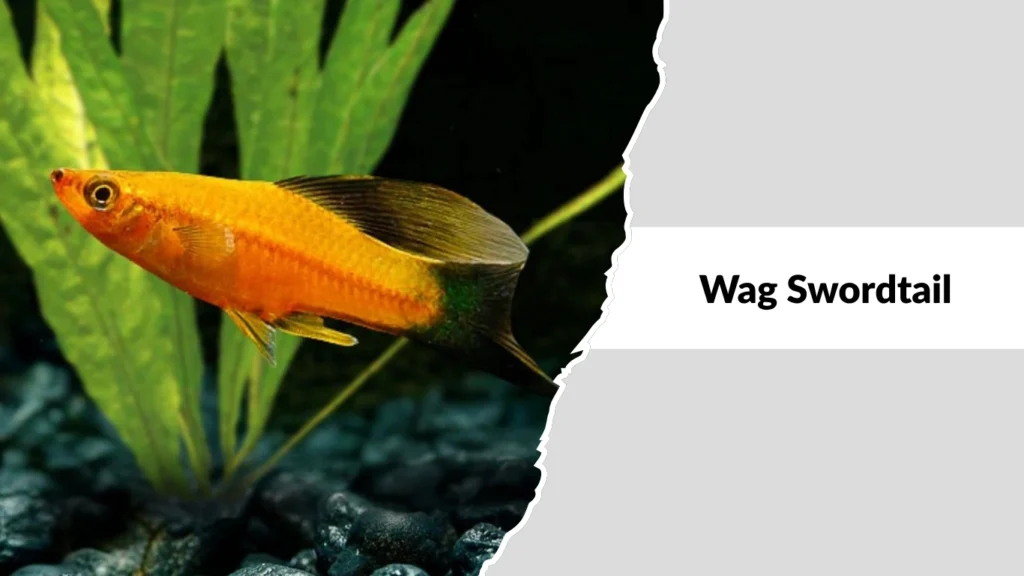 Wag Swordtail