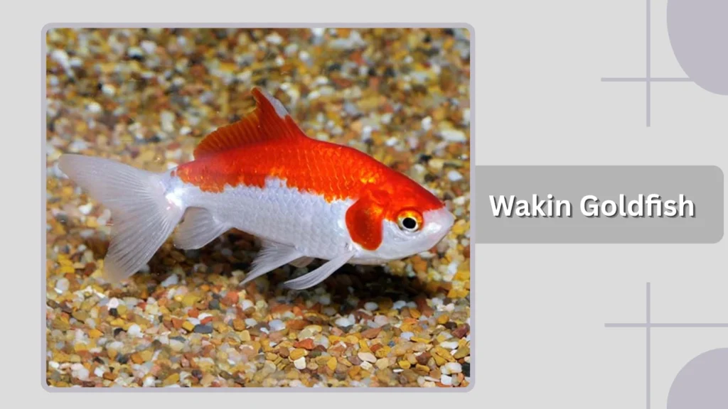 Wakin Goldfish