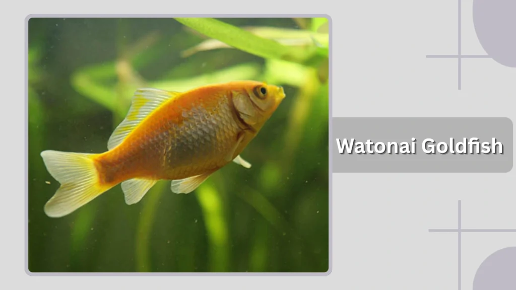 Watonai Goldfish