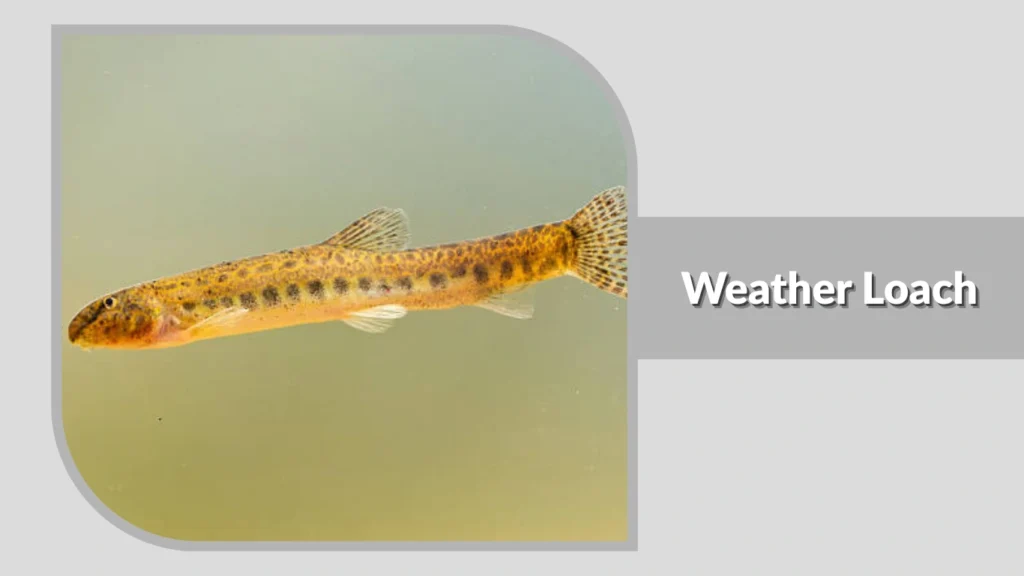 Weather Loach