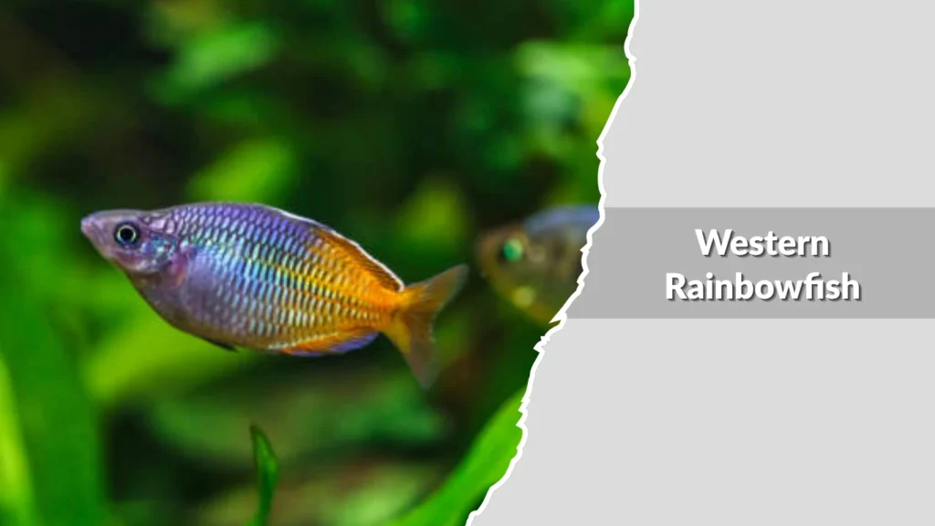 Western Rainbowfish