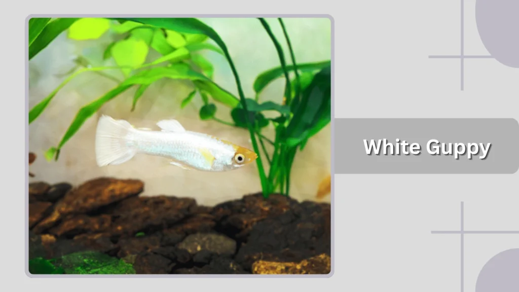 White Guppy