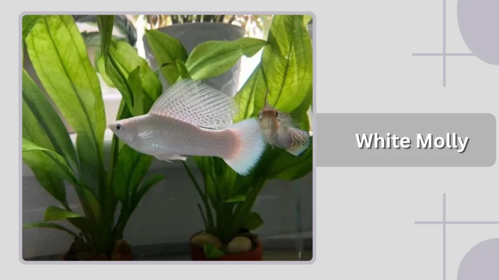 White Molly