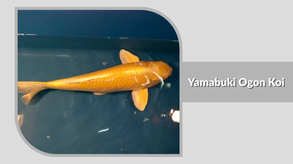 Yamabuki Ogon Koi
