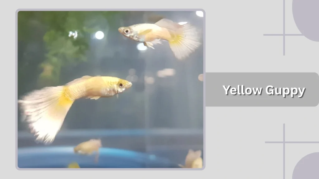  Yellow Guppy