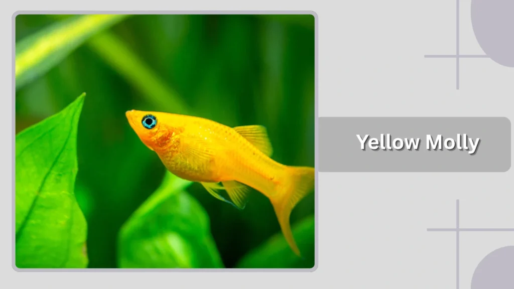 Yellow Molly
