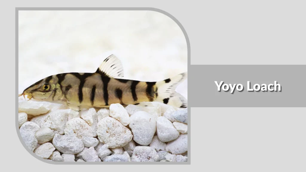 Yoyo Loach