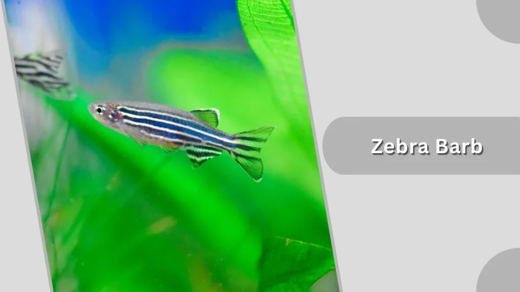 Zebra Barb