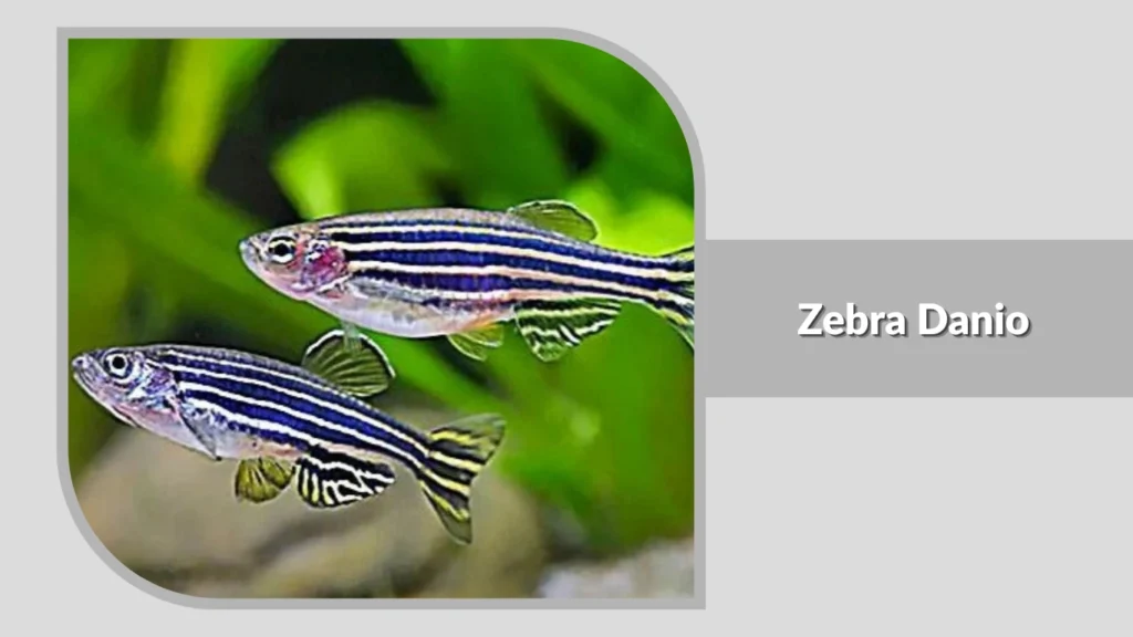 Zebra Danio