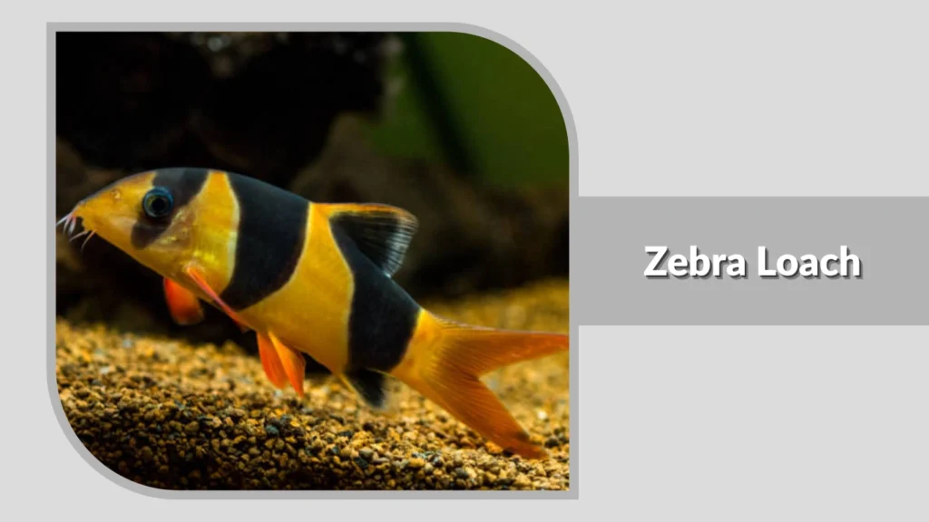 Zebra Loach