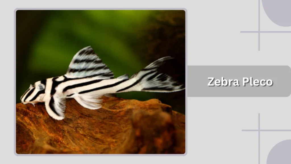Zebra Pleco