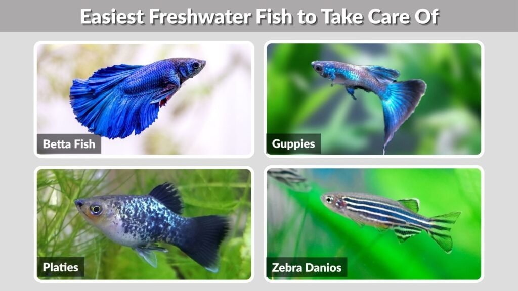Easiest Freshwater Fish to Take Care Of